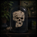 Joseph Merrick Skull 3D Resin Sculpture – 3D Sculpt by Carlito Brigante