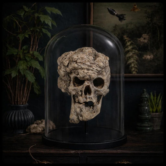 Joseph Merrick Skull 3D Resin Sculpture – 3D Sculpt by Carlito Brigante