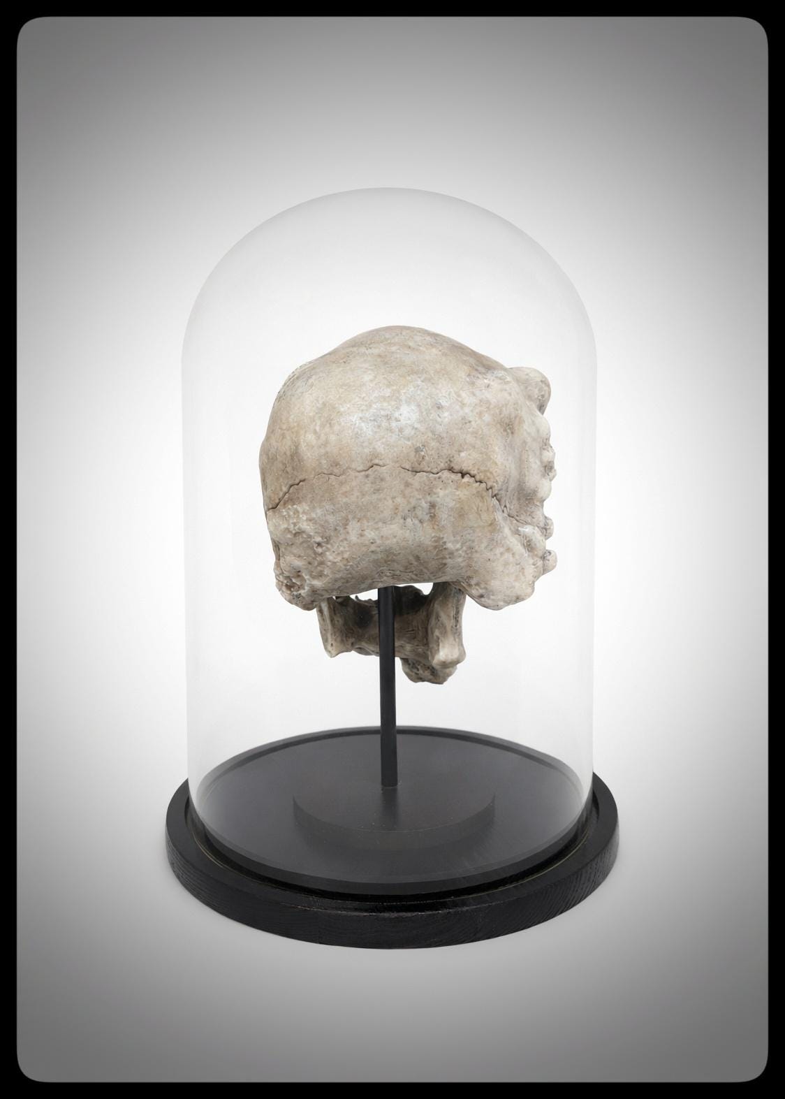 Joseph Merrick Skull 3D Resin Sculpture – 3D Sculpt by Carlito Brigante
